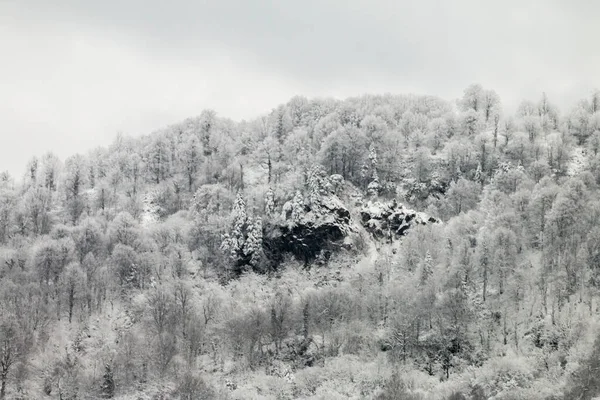 Зимняя Сказка Городском Парке Снежный Лес Белые Деревья Пушистом Мягком — стоковое фото