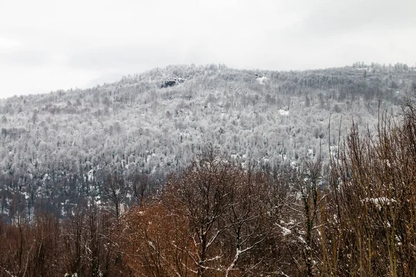 Красивий Зимовий Пейзаж Снігом Деревах — стокове фото