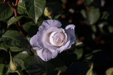 Türkiye 'nin Efes kentindeki Celsius Kütüphanesi harabeleri güzel bir yaz gününde
