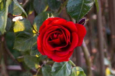 Türkiye 'nin Efes kentindeki Celsius Kütüphanesi harabeleri güzel bir yaz gününde