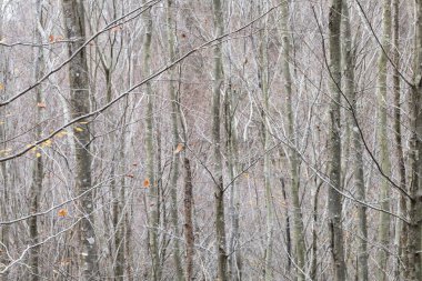 Türkiye 'nin Efes kentindeki Celsius Kütüphanesi harabeleri güzel bir yaz gününde