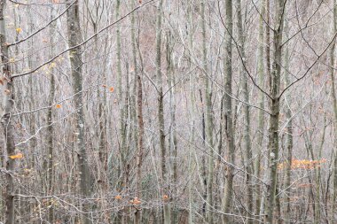 Türkiye 'nin Efes kentindeki Celsius Kütüphanesi harabeleri güzel bir yaz gününde