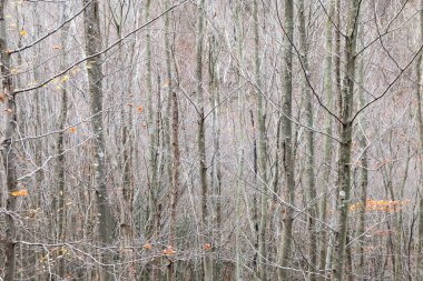 Türkiye 'nin Efes kentindeki Celsius Kütüphanesi harabeleri güzel bir yaz gününde