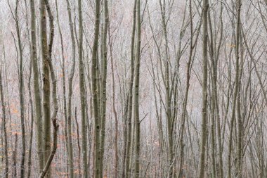 Türkiye 'nin Efes kentindeki Celsius Kütüphanesi harabeleri güzel bir yaz gününde