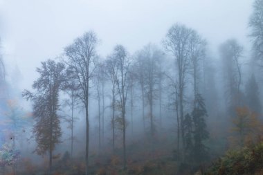 Göz şeklinde muska - mavi camdan ve nazar Göreme Milli Parkı, Kapadokya içinde karşı koruma inanılan Nazars, eski ağaç dalları süslenmiş.