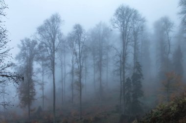 Göz şeklinde muska - mavi camdan ve nazar Göreme Milli Parkı, Kapadokya içinde karşı koruma inanılan Nazars, eski ağaç dalları süslenmiş.