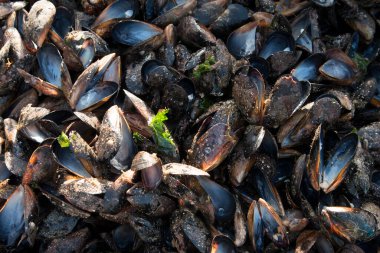 Göz şeklinde muska - mavi camdan ve nazar Göreme Milli Parkı, Kapadokya içinde karşı koruma inanılan Nazars, eski ağaç dalları süslenmiş.