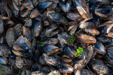 Göz şeklinde muska - mavi camdan ve nazar Göreme Milli Parkı, Kapadokya içinde karşı koruma inanılan Nazars, eski ağaç dalları süslenmiş.