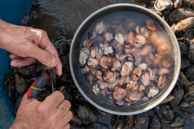 Göz şeklinde muska - mavi camdan ve nazar Göreme Milli Parkı, Kapadokya içinde karşı koruma inanılan Nazars, eski ağaç dalları süslenmiş.