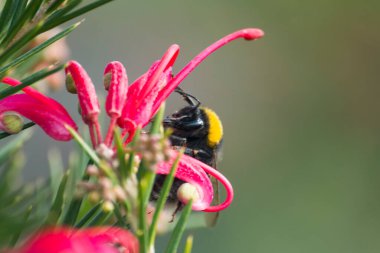 Göz şeklinde muska - mavi camdan ve nazar Göreme Milli Parkı, Kapadokya içinde karşı koruma inanılan Nazars, eski ağaç dalları süslenmiş.