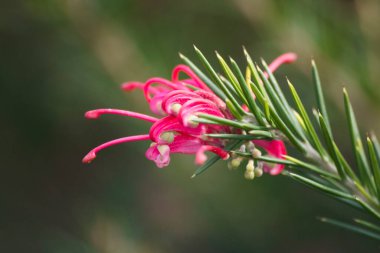 Göz şeklinde muska - mavi camdan ve nazar Göreme Milli Parkı, Kapadokya içinde karşı koruma inanılan Nazars, eski ağaç dalları süslenmiş.