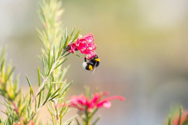 Göz şeklinde muska - mavi camdan ve nazar Göreme Milli Parkı, Kapadokya içinde karşı koruma inanılan Nazars, eski ağaç dalları süslenmiş.