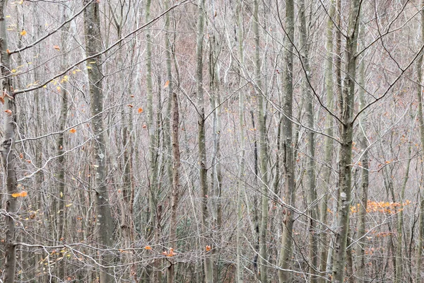 Türkiye 'nin Efes kentindeki Celsius Kütüphanesi harabeleri güzel bir yaz gününde