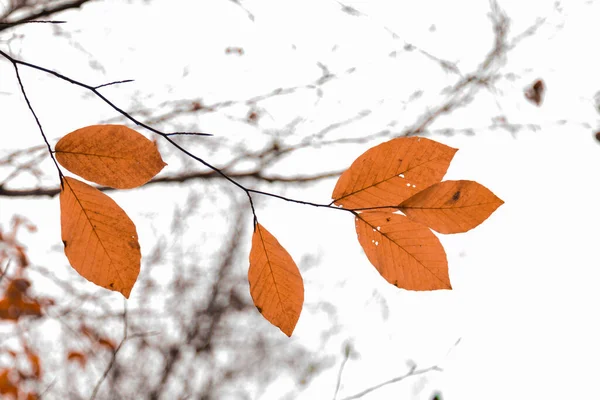 Листья Деревьев Сухие Листья Зеленые Листья Пролитые Листья — стоковое фото