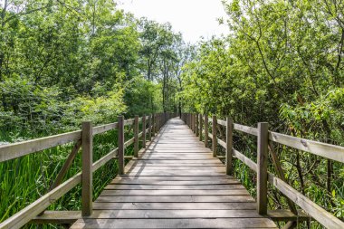 Acarlar Sel Ovası Ormanı (Türkçe: Acarlar Golu Longozu), Sakarya ilinin Sakarya ilçesinde yer alan bir sel yatağı ormanı..