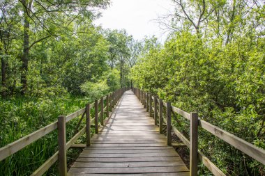 Acarlar Sel Ovası Ormanı (Türkçe: Acarlar Golu Longozu), Sakarya ilinin Sakarya ilçesinde yer alan bir sel yatağı ormanı..