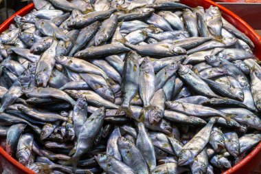 İstanbul 'da balık pazarı, hindi