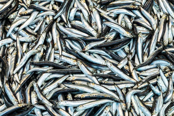 Fish Market Istanbul Turkey — Stock Photo, Image