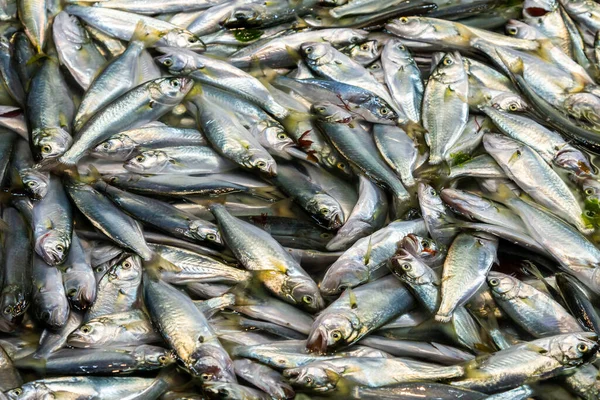 Fiskmarknaden Istanbul Kalkon — Stockfoto