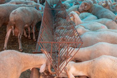 Kurban Bayramı için hayvan. (Kurban Bayrami, kurban bayramı) kurban bayramı. Türkiye.