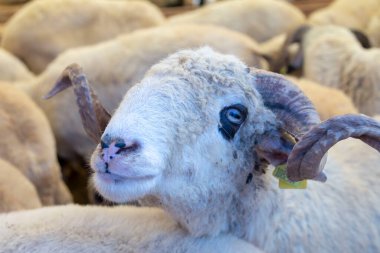 Kurban Bayramı için hayvan. (Kurban Bayrami, kurban bayramı) kurban bayramı. Türkiye.