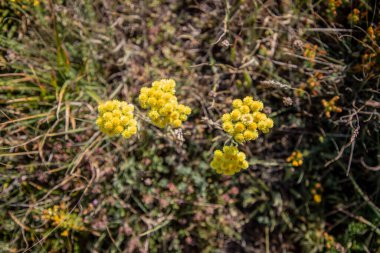 Helichrysum arenyumu, sonsuza dek cüce, ölümsüz sarı çiçekler yakın plan