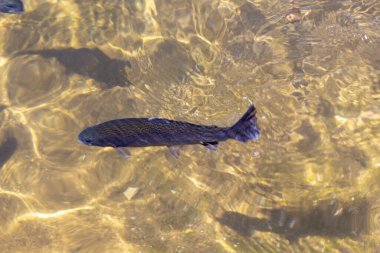 Gökkuşağı alabalığı (Oncorhynchus mykiss) kuluçka yarış yolunda. Alabalık çiftliği. Balık besleme