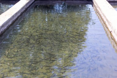 Gökkuşağı alabalığı (Oncorhynchus mykiss) kuluçka yarış yolunda. Alabalık çiftliği. Balık besleme