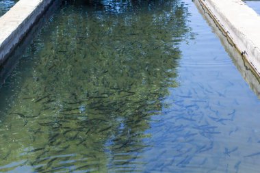 Gökkuşağı alabalığı (Oncorhynchus mykiss) kuluçka yarış yolunda. Alabalık çiftliği. Balık besleme