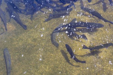 Gökkuşağı alabalığı (Oncorhynchus mykiss) kuluçka yarış yolunda. Alabalık çiftliği. Balık besleme