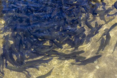 Gökkuşağı alabalığı (Oncorhynchus mykiss) kuluçka yarış yolunda. Alabalık çiftliği. Balık besleme
