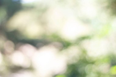 Bulanık arka plan, Ağaç Soyut Yeşil bokeh ışık