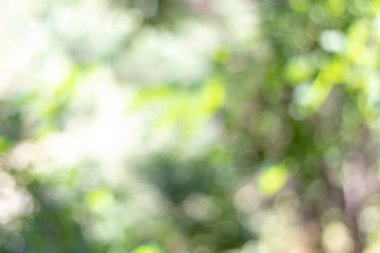 Bulanık arka plan, Ağaç Soyut Yeşil bokeh ışık