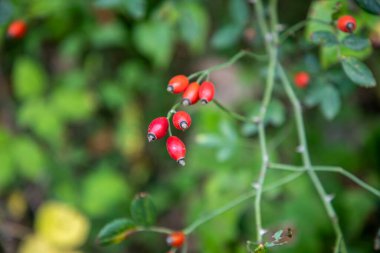 Organik dalda gül ağacı çalısı