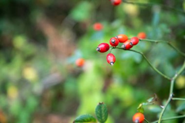Organik dalda gül ağacı çalısı