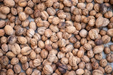 Kurutmak için yere serilmiş taze kabuklu organik cevizler.