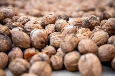 Kurutmak için yere serilmiş taze kabuklu organik cevizler.