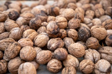 Kurutmak için yere serilmiş taze kabuklu organik cevizler.