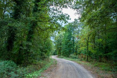Sonbaharda yeşil ve sarı yapraklarla kaplı ormanda yürüyüş yolu