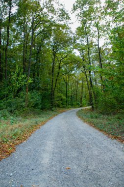Sonbaharda yeşil ve sarı yapraklarla kaplı ormanda yürüyüş yolu