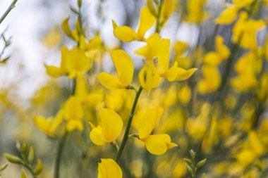 Sarı İspanyol Süpürgesi (Spartium junceum), Fransa'da Akdeniz bölgesi, mavi gökyüzü arka plan üzerinde