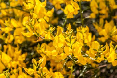 Sarı İspanyol Süpürgesi (Spartium junceum), Fransa'da Akdeniz bölgesi, mavi gökyüzü arka plan üzerinde