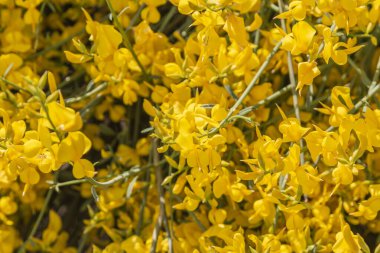 Sarı İspanyol Süpürgesi (Spartium junceum), Fransa'da Akdeniz bölgesi, mavi gökyüzü arka plan üzerinde