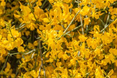 Sarı İspanyol Süpürgesi (Spartium junceum), Fransa'da Akdeniz bölgesi, mavi gökyüzü arka plan üzerinde