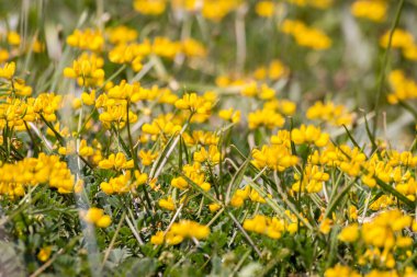 Sarı İspanyol Süpürgesi (Spartium junceum), Fransa'da Akdeniz bölgesi, mavi gökyüzü arka plan üzerinde