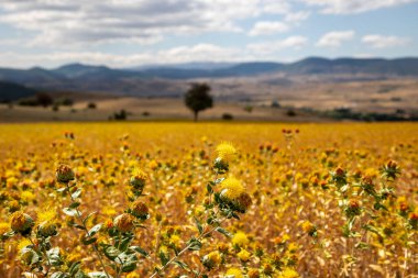 Blooming Carthamus tinctorius (sahte safran). Safra çiçeği canlı renklerde çiçek açmaya başladı. Safçiçeklerinin güzel tomurcukları ile doğal yeşil arka plan. Mesajın için yer aç. Sahte safran çiçekleri (Türk Asfir Bitkisi)