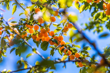 Ağaç dalı üzerinde taze doğa küçük sarı erik