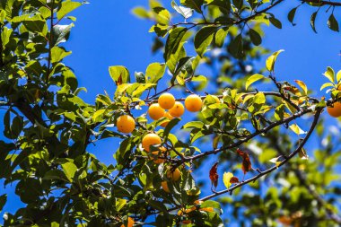 Ağaç dalı üzerinde taze doğa küçük sarı erik