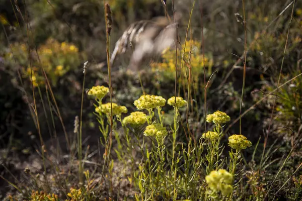 Helichrysum Arenarium Enano Eterno Flores Amarillas Inmortelle Primer Plano —  Fotos de Stock