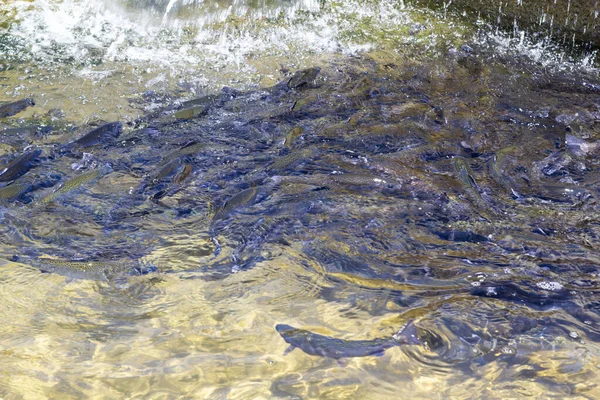 Gökkuşağı Alabalığı Oncorhynchus Mykiss Kuluçka Yarış Yolunda Alabalık Çiftliği Balık — Stok fotoğraf